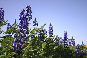 Houston Blue Bonnets