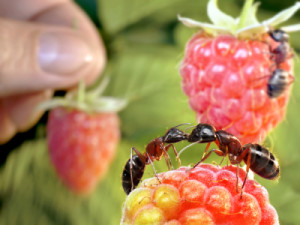 Ants on raspberries