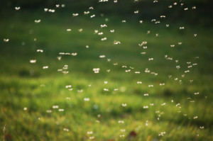 Mosquito Swarm